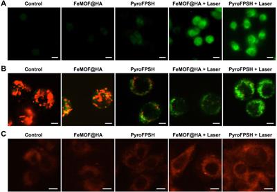 Enhanced photodynamic therapy through multienzyme-like MOF for cancer treatment